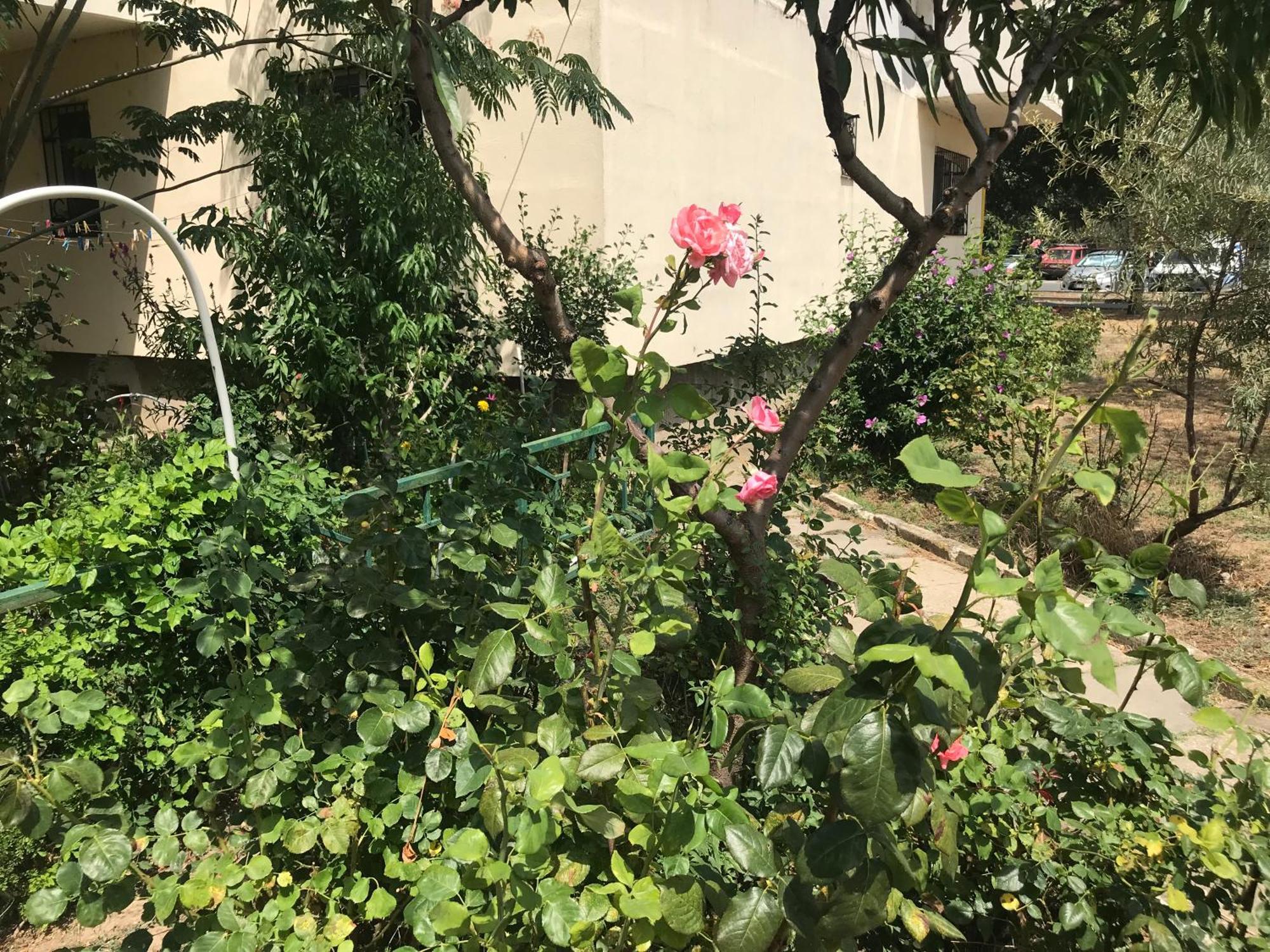 Apartament Langa Plaja Diana 만갈리아 외부 사진