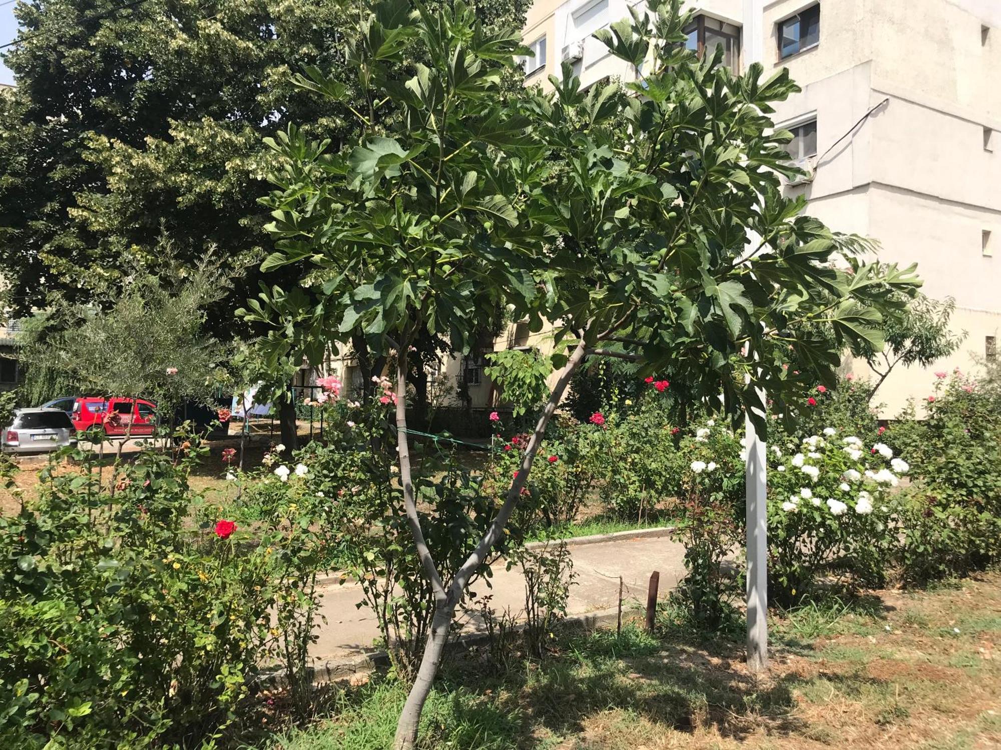 Apartament Langa Plaja Diana 만갈리아 외부 사진